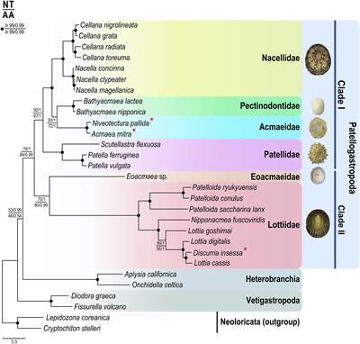 Complete mitochondrial genomes of the “Acmaeidae” limpets provide new insights into the internal phylogeny of the Patellogastropoda (Mollusca: Gastropoda)